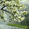 Rainy Spring Landscape Diamond Painting