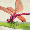 Red Dragonfly Insect Diamond Painting