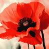 Red Poppy Flower Diamond Painting