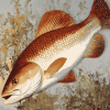 Redfish Sea Life Diamond Painting