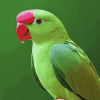 Ringneck Parrot Birds Diamond Painting