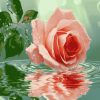 Rose Blossoms Water Diamond Painting