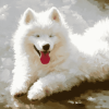 Samoyed Puppy Delight Diamond Painting