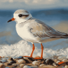 Sand Piping Plover Birds Diamond Painting