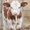 Shorthorn Calf Art Diamond Painting