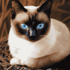 Siamese Snowshoe Kitty Diamond Painting