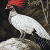 Silver Pheasant Bird Diamond Painting