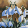 Snowdrops Blossoms Diamond Painting