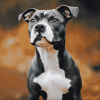 Staffordshire Bull Terrier Dog Art Diamond Painting