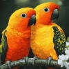 Sun Conure Parrot Diamond Painting