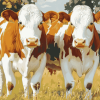 Swiss Simmental Calf Diamond Painting