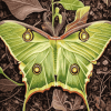 The Lunar Moth Insects Diamond Painting