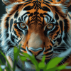 Tiger Eyes Wildlife Diamond Painting