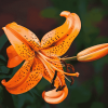 Tiger Lilies Blooms Diamond Painting