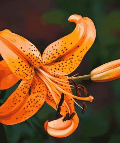 Tiger Lilies Blooms Diamond Painting