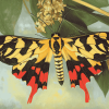 Tiger Moth Butterfly Diamond Painting