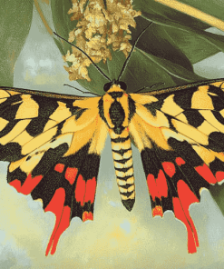 Tiger Moth Butterfly Diamond Painting