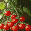 Tomato Plants Art Diamond Painting