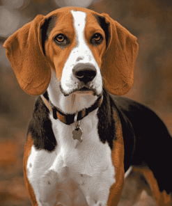 Treeing Walker Coonhound Puppies Diamond Painting