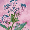 Valerian Blossoms Diamond Painting