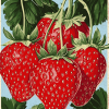 Vintage Strawberry Diamond Painting