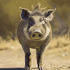 Warthog Piggy Diamond Painting