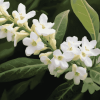 White Aloysia Blossoms Diamond Painting