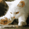 White Cat Diamond Painting