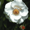 White Cherokee Rose Blossoms Diamond Painting