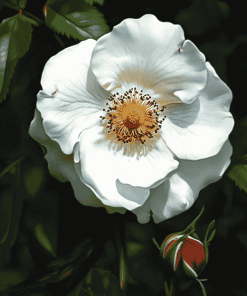 White Cherokee Rose Blossoms Diamond Painting