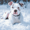 White Staffy in Winter Diamond Painting