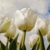 White Tulips Blossom Diamond Painting