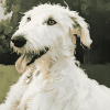 White Wolfhound Puppy Diamond Painting