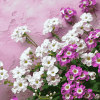 White and Purple Alyssum Blossoms Diamond Painting