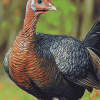 Wild Turkey Birds Diamond Painting