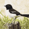 Willie Wagtail Birds Diamond Painting