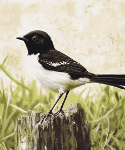 Willie Wagtail Birds Diamond Painting