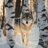 Wolf Among Birches Diamond Painting