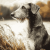 Wolfhound Puppy Diamond Painting