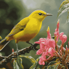 Yellow Hawaiian Honeycreeper Birds Diamond Painting