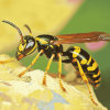 Yellow Jacket Insect Diamond Painting