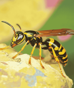 Yellow Jacket Insect Diamond Painting