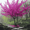 Aesthetic Redbud Trees Diamond Painting