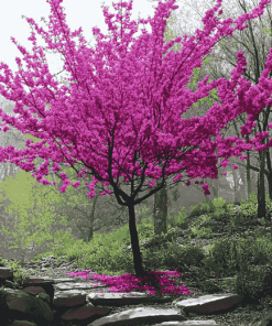 Aesthetic Redbud Trees Diamond Painting