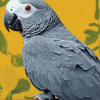 African Grey Bird Diamond Painting