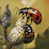 Ant and Ladybug Insect Diamond Painting