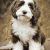 Bearded Collie Puppy Diamond Painting