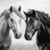 Black And White Cob Horses Diamond Painting