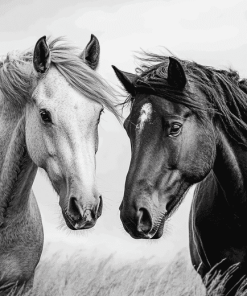 Black And White Cob Horses Diamond Painting