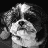 Black And White Shih Tzu Puppy Diamond Painting